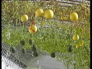 当地树瓜怎么吃,探索地方特色美食之旅