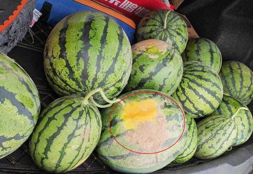 别老吃我的瓜,别老吃我的瓜，共享生活点滴