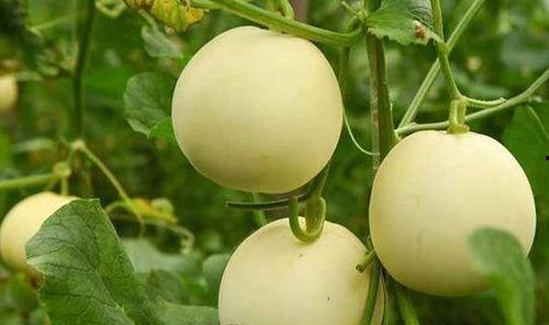 吃瓜把甜瓜籽吃了,吃瓜时意外吞下甜瓜籽的奇妙体验