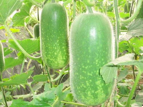 吃瓜高清在线观看,高清在线观看，畅享视觉盛宴