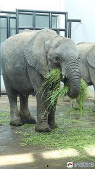 吃瓜直播小象是谁,揭秘网红小象的成名之路