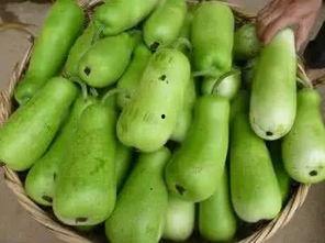 孕妇吃葫芦瓜的害处,孕妇吃葫芦瓜的潜在风险与注意事项