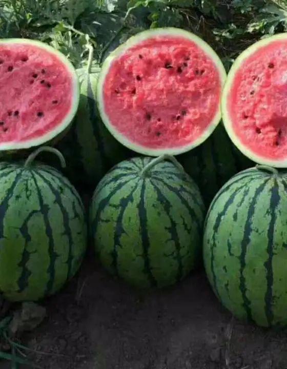 河北近期吃瓜事件