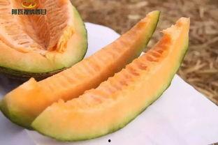 福姬吃蜜瓜,甜蜜滋味，尽享人生美好