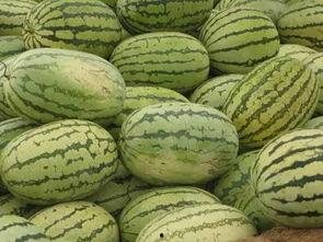 吃珍珠瓜,探寻夏日清新口感新宠