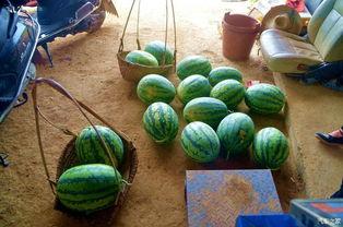 瓜田今日吃瓜,揭秘娱乐圈最新热点事件