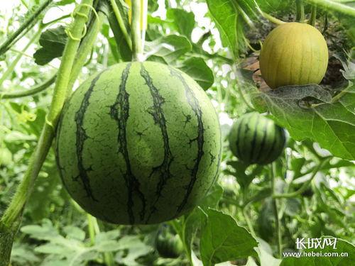 灵寿县吃瓜,瓜香四溢，品味乡愁