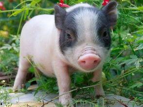 比特犬吃猪瓜好吗,比特犬食用猪瓜的安全性探讨