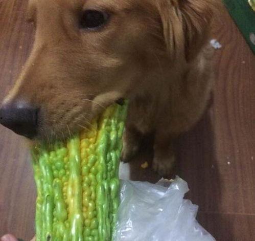 金毛可以吃凉瓜,凉瓜的清凉诱惑