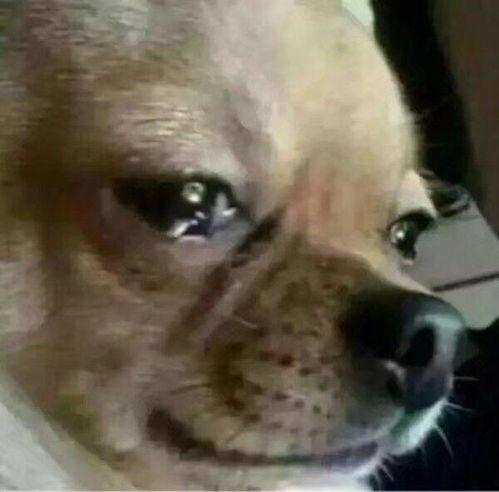 狗吃瓜愣住表情,萌态十足引网友热议