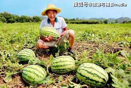 安新县 吃瓜,瓜田里的乡愁与变迁