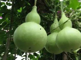 吃瓜的人物,揭秘吃瓜群众的趣味人生