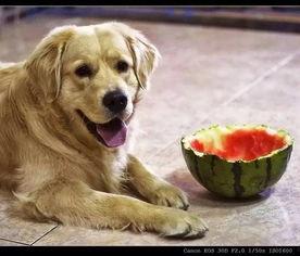 狗狗吃瓜解说,萌宠美食背后的故事